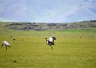 Jufferkraanvogel (demoiselle crane) (Grus virgo) op weg naar Orkhon Falls 16-08-2016 (9)
